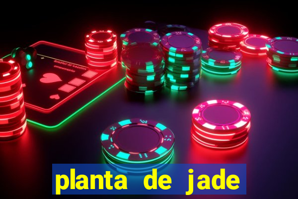 planta de jade significado espiritual